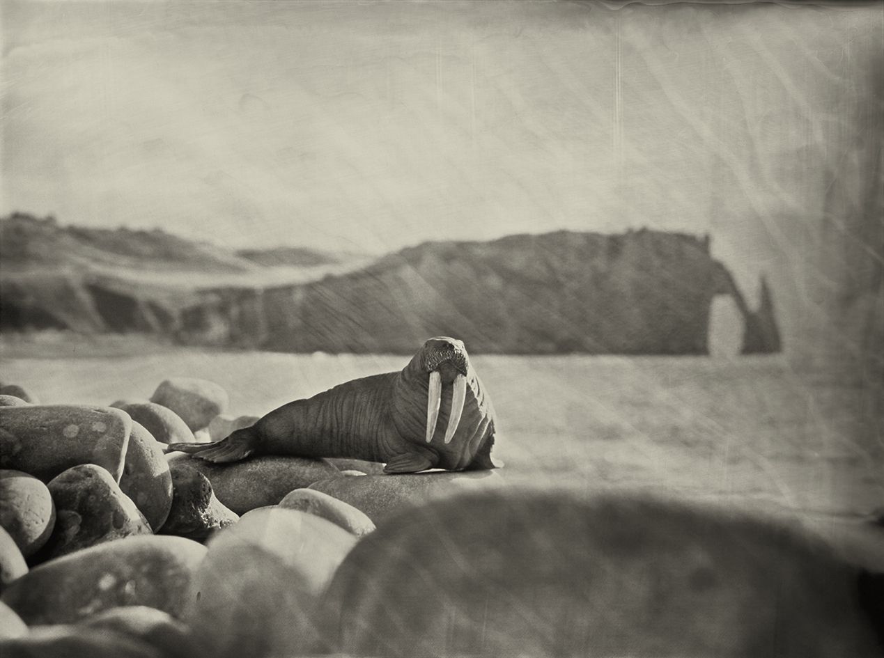 Walrus Etretat France